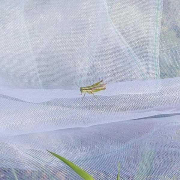 lưới chống côn trùng Việt Nam