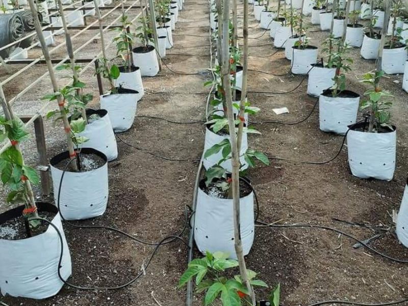 Túi bầu trồng dưa